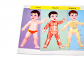 Planse corpul uman (material didactic) PD6572