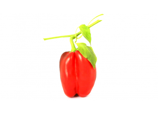 Leguma ardei dulce/mic pe creanga1010472-1 1010472-1