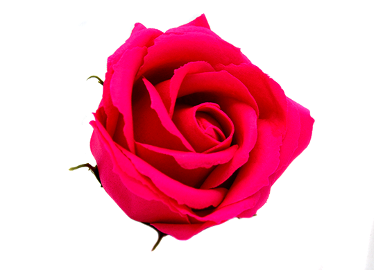 Trandafir parfumat Roz intens (sapun)ML31-2 811618